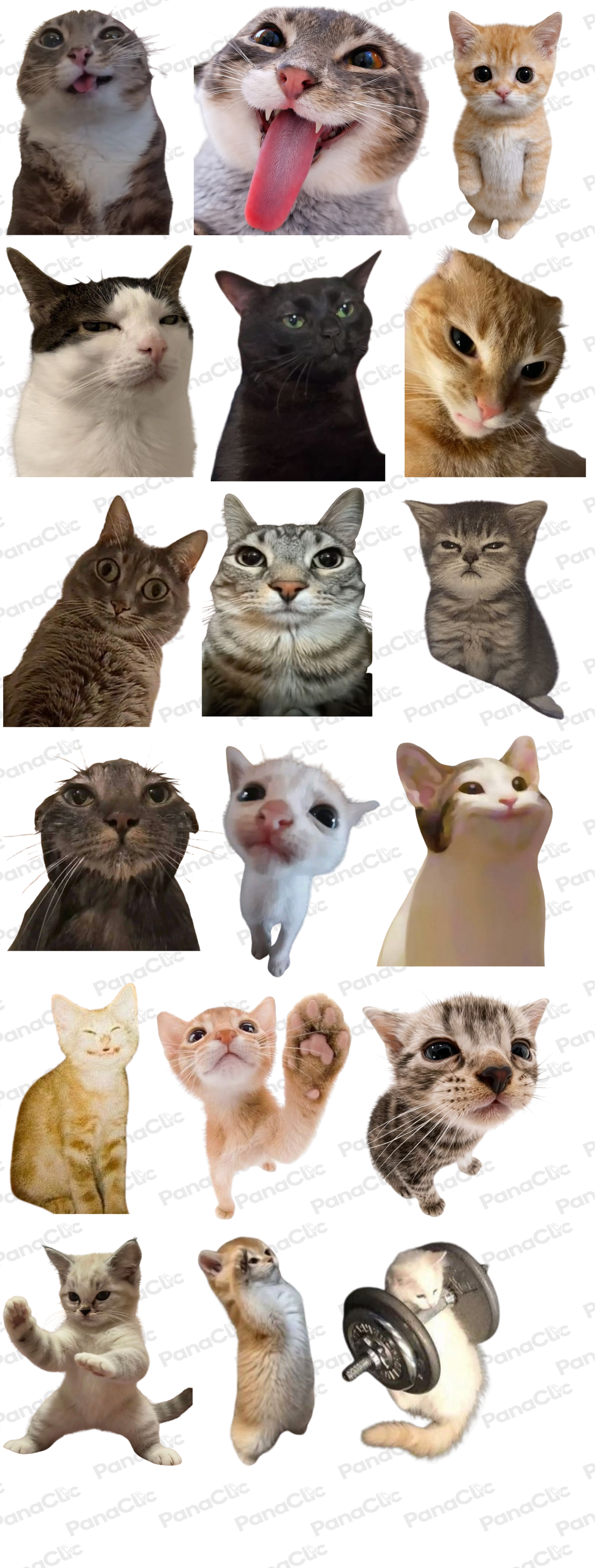 DTF TEXTIL GATOS LOCOS